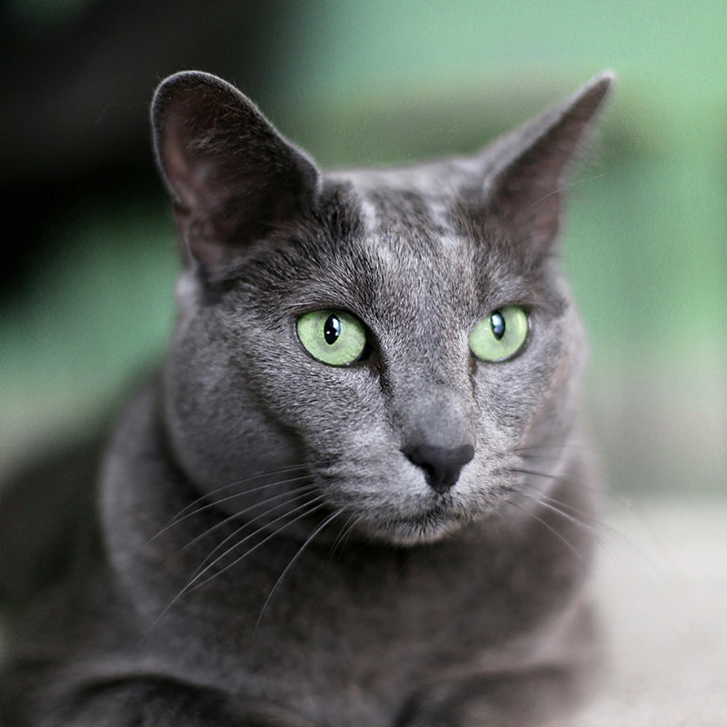 Gray cat with striking green eyes lying on a surface, possibly at the vet. The background is softly blurred in green hues. The cat looks calm and focused, facing slightly to the right.