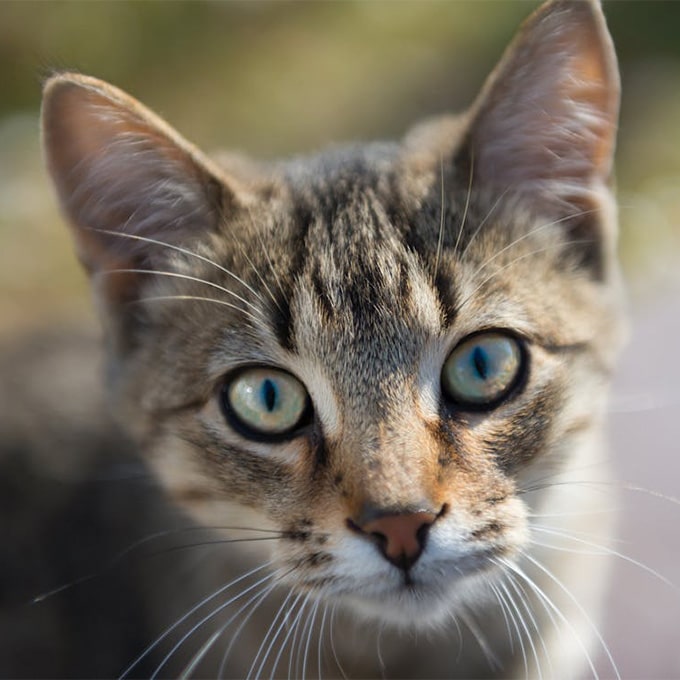 Close-up of a tabby cat with striking blue-green eyes, often seen during regular vet visits. Its fur is a captivating mix of brown and gray with distinct black stripes. The blurred background highlights the cat's focused expression, reminiscent of its calm demeanor at the veterinarian's office.
.