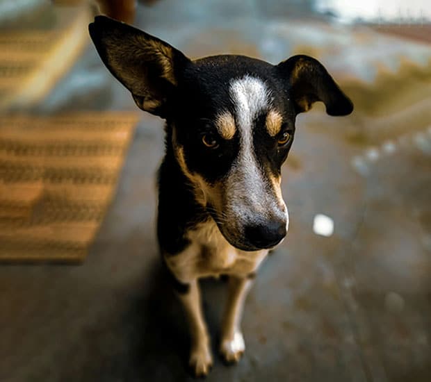 A black and white dog with large, upright ears sits on a tiled floor, looking up attentively at the veterinarian. The background is slightly blurred, focusing on the dog's expressive face.