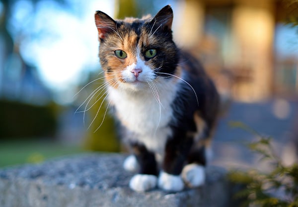 A calico cat with a mix of black, orange, and white fur stands on a gray stone surface. It has green eyes and white whiskers, gazing intently at the camera like an expert veterinarian inspecting their patient, with a blurred backdrop of greenery and a building.