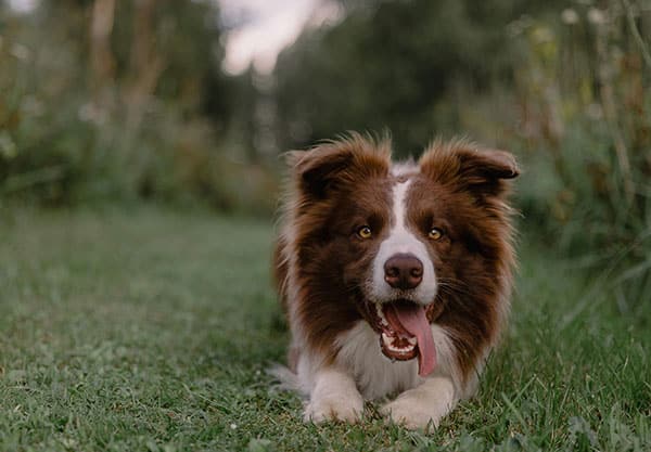 A brown and white Border Collie lays on the grass with its tongue out, enjoying a break during a playful vet visit. The background is blurred with lush greenery.