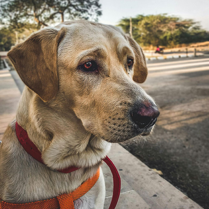 A close-up of a Labrador Retriever in a red and orange harness, gazing attentively to the side. The background features a park setting with blurred trees and a path, suggesting an outdoor environment on a clear day—perfect for an outing after visiting the veterinarian.