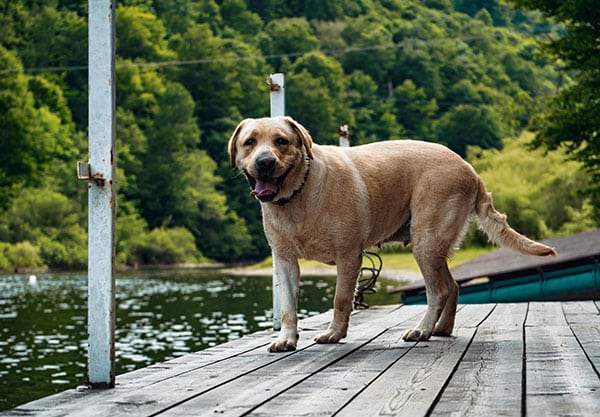 A tan Labrador Retriever stands on a wooden dock overlooking a calm lake. Lush green trees line the background under a clear sky. The dog, recently given a clean bill of health by the veterinarian, looks toward the camera with a relaxed stance and slightly open mouth.