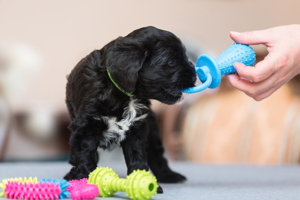 A black puppy chews on a blue textured toy held by a person’s hand, with additional colorful toys on the surface nearby.