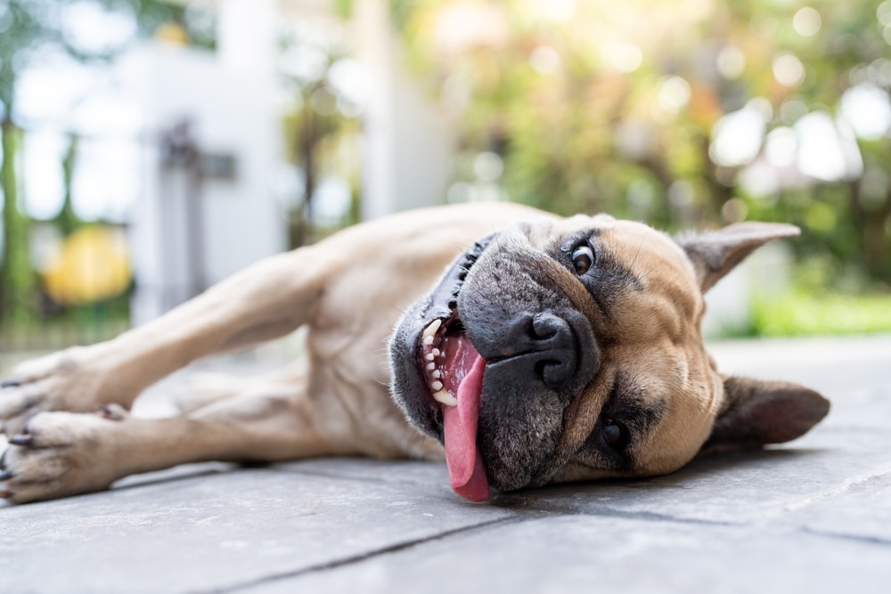 A French Bulldog joyfully lies on its side on a stone surface, tongue out, gazing directly at the camera. The garden background is softly blurred with trees and sunlight filtering through, as if savoring a moment of freedom after a visit to the vet.
