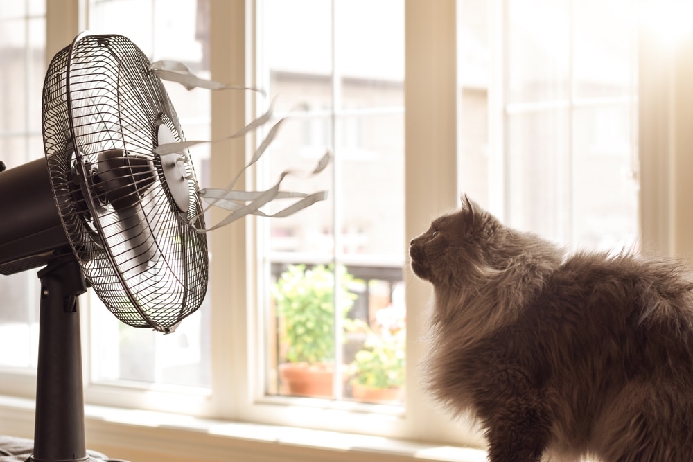 A fluffy gray cat sits in front of a spinning fan in a sunlit room, watching the streamers blowing on the fan's guard. Light filters through a large window with soft-focus greenery outside, offering a serene moment after returning from a visit to the vet.