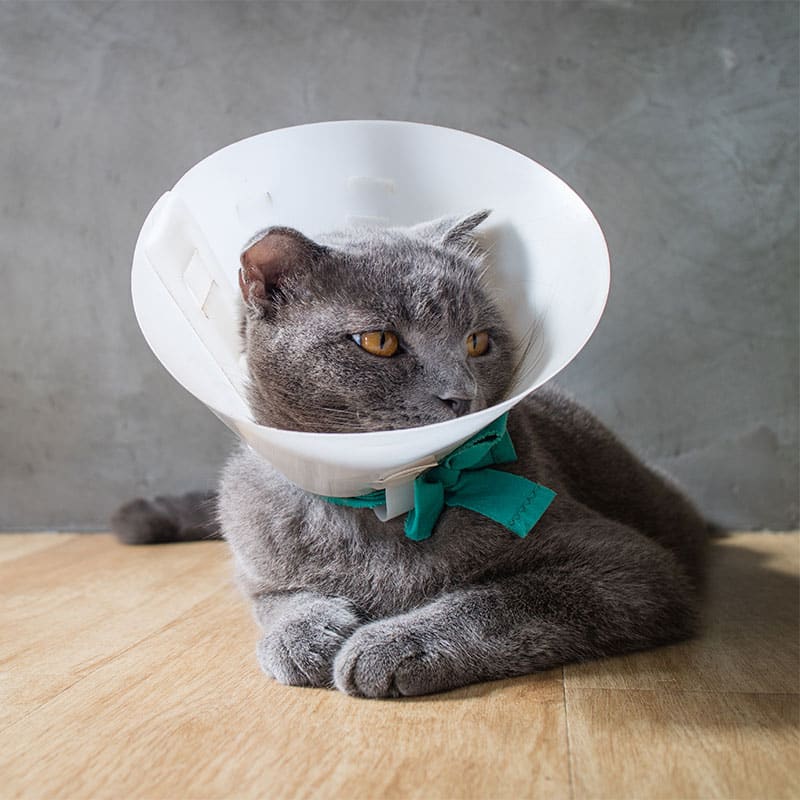 A gray cat with amber eyes, recently visited by the veterinarian, is wearing a white plastic cone and a teal ribbon. It lies on a wooden floor against a gray wall, looking to the side.
