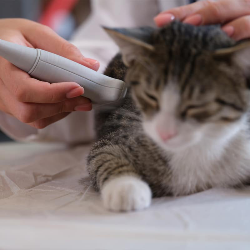 A person holds an ultrasound device against the side of a relaxed tabby cat lying on a table, likely during a veterinary examination.