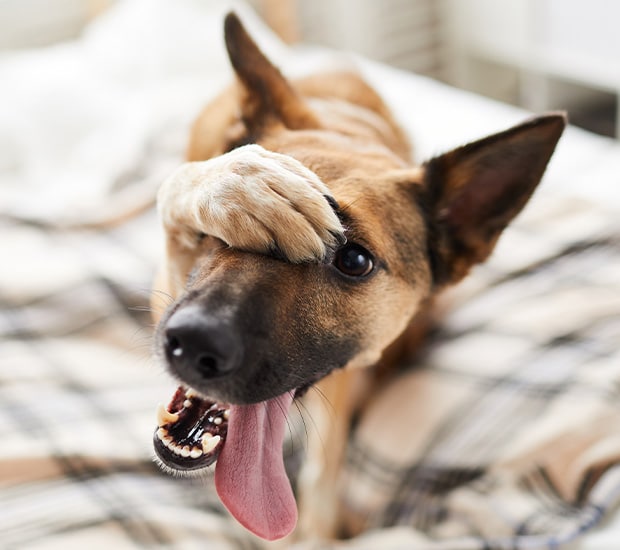 A playful brown and black dog lies on a checkered blanket, covering one eye with its paw, while its tongue hangs out of its open mouth—a perfect patient for any vet. The dog's ears are perked up.