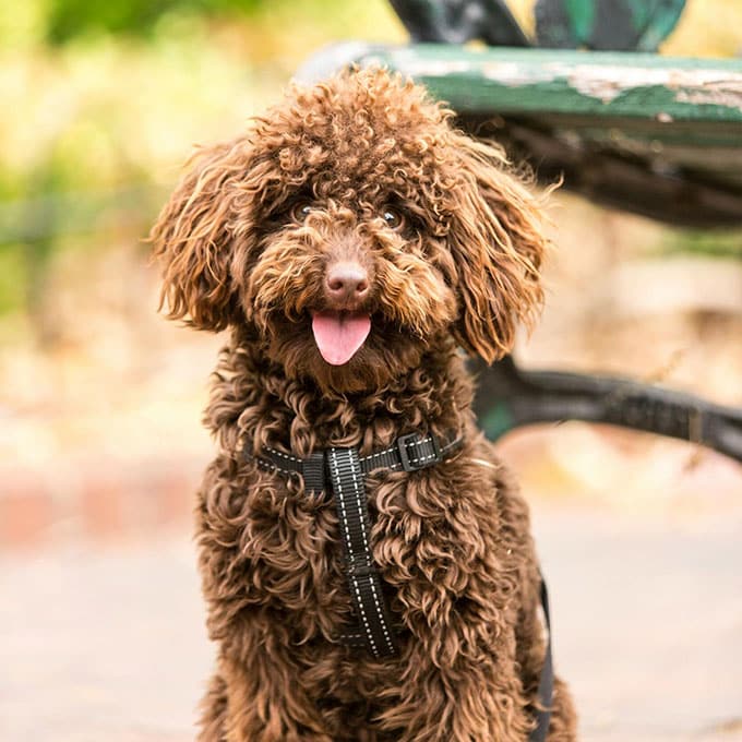 A brown, curly-haired dog with a black harness sits and smiles with its tongue out, ready for its vet visit. The background is a blurred outdoor setting with a glimpse of a bench.