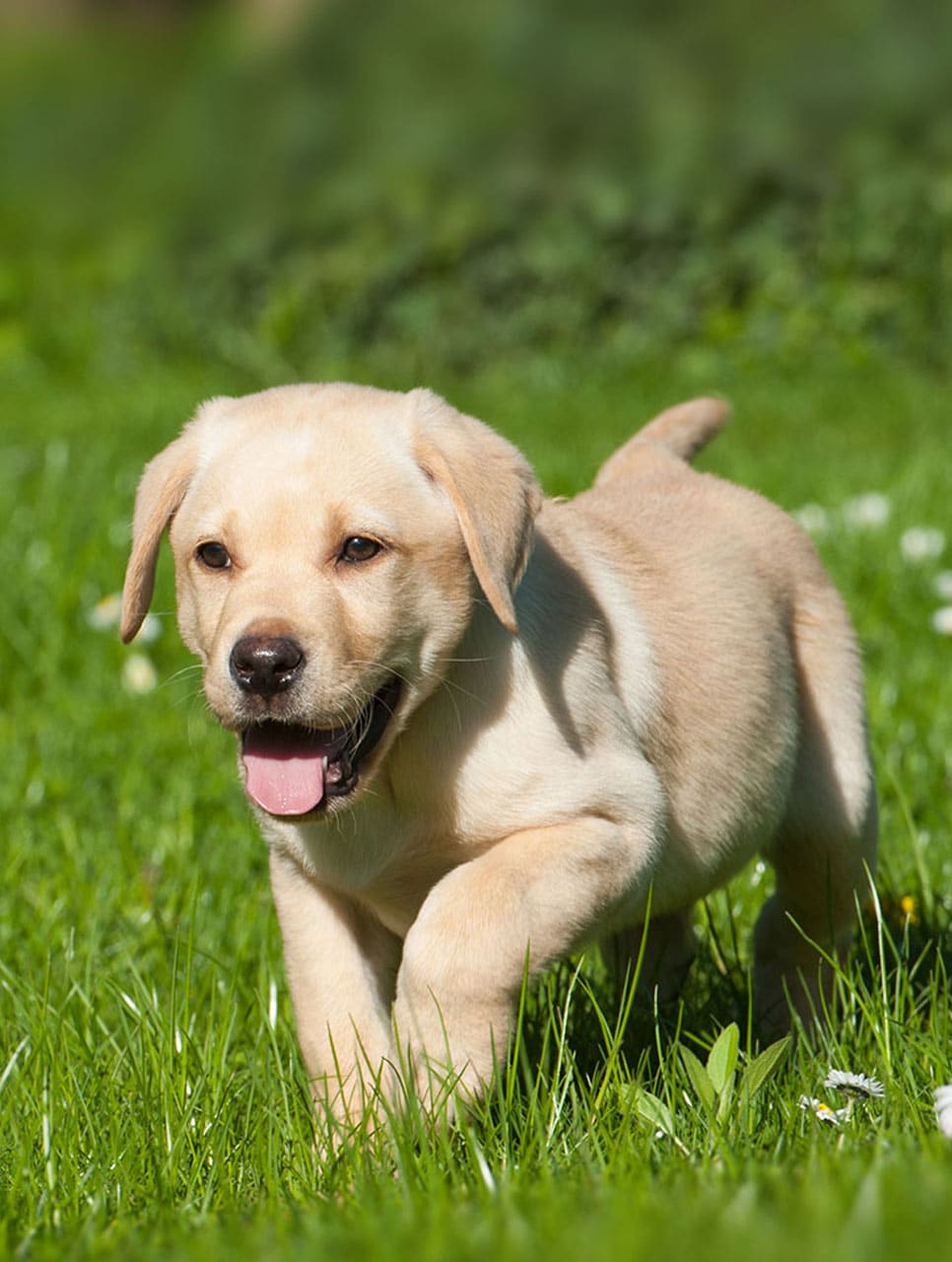 A playful golden Labrador puppy is running on a lush green lawn with its tongue out and tail wagging, ready for its annual check-up with the veterinarian. The background is slightly blurred, emphasizing the puppy's joyful expression and movement.