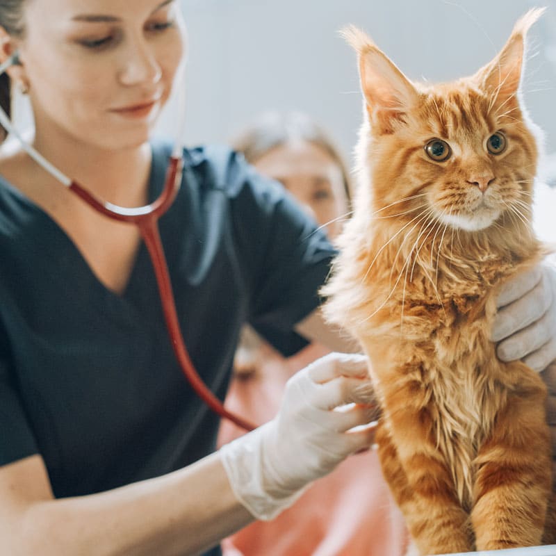 A veterinarian wearing gloves and a stethoscope examines an alert Maine Coon cat. The vet appears to be checking the heartbeat of the orange, long-furred feline with large ears, while another person observes in the background.