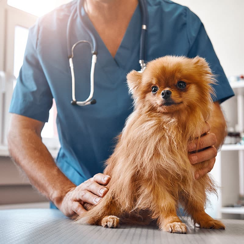 A fluffy Pomeranian dog sits on a table, gently held by a veterinarian in blue scrubs with a stethoscope, suggesting a caring vet setting. The room is well-lit, and the dog looks content.