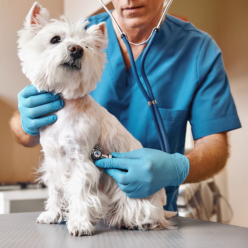 A veterinarian in blue scrubs and gloves uses a stethoscope to examine a small white dog, possibly a West Highland White Terrier, on an examination table. The vet gently listens as the dog sits calmly, looking upwards.
