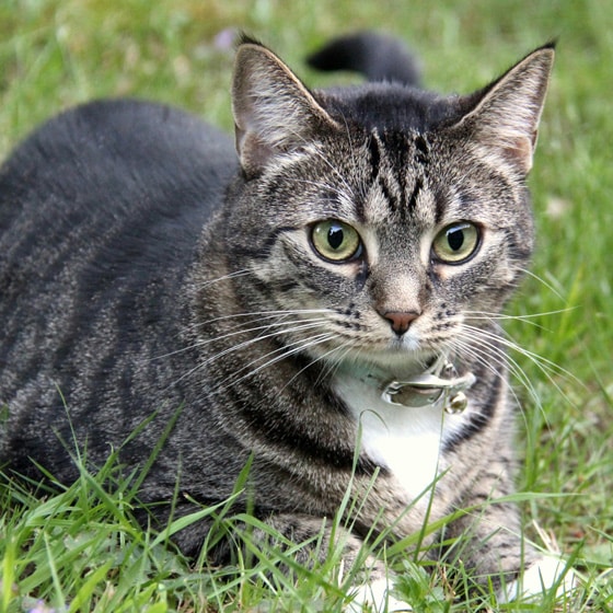 A tabby cat with green eyes and striped fur lies on a patch of grass, looking directly at the camera. The feline wears a collar with a tag, hinting at regular visits to the vet for check-ups and care.