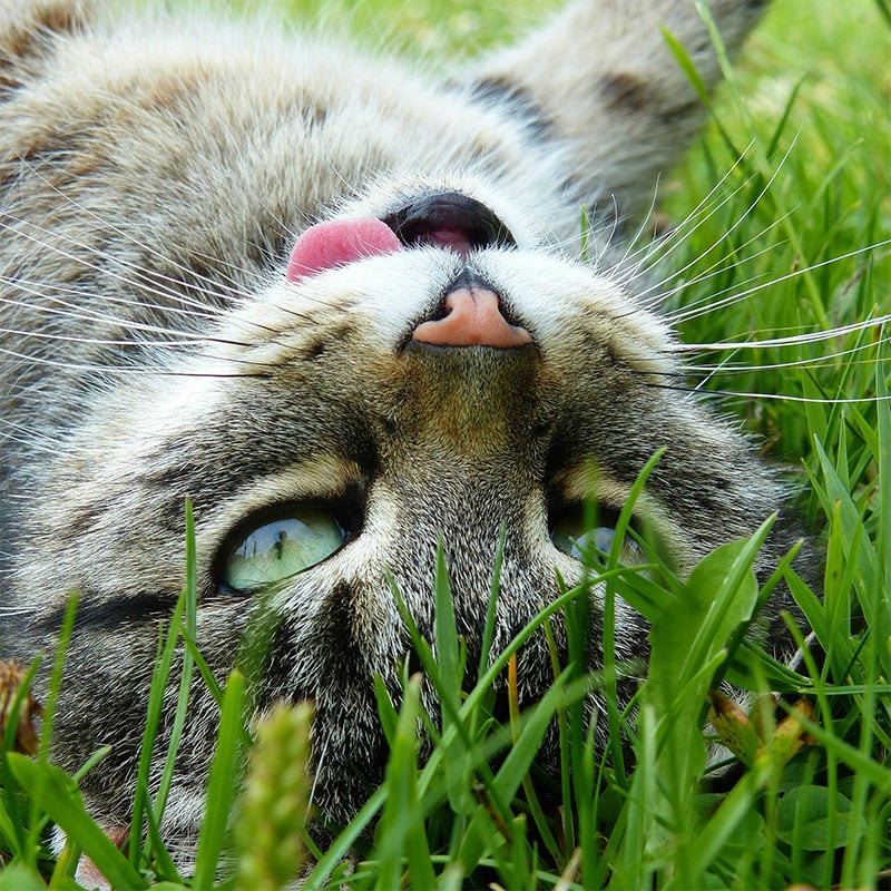 Close-up of a cat lying upside down in the green grass, its tongue sticking out and eyes wide open, as if ready for a playful visit to the vet. The cat's gray fur with black stripes catches the light beautifully while it looks directly at the camera.