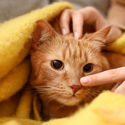 A ginger cat with wide eyes is snugly wrapped in a soft yellow blanket. A veterinarian's hand gently touches the cat's nose, while another supports its head, creating a cozy and affectionate scene.