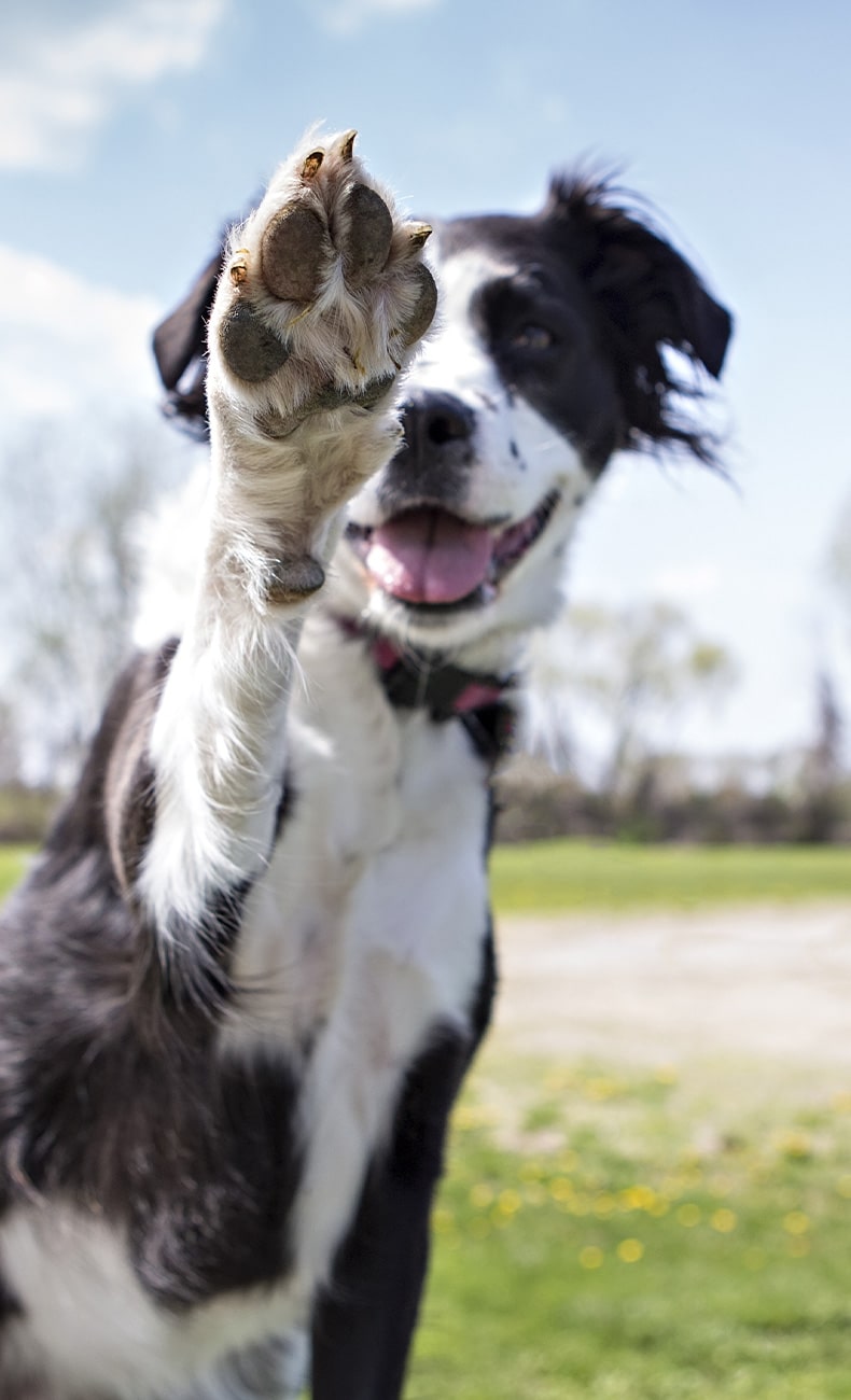 A black and white dog with its tongue out playfully raises a front paw towards the camera, as if greeting a vet. The background features a grassy field and trees under a clear blue sky.
