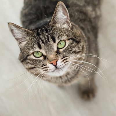 A tabby cat with green eyes and distinctive black stripes looks up at the camera, as if awaiting a treat from the veterinarian. Its pink nose and long white whiskers are prominent against a soft, blurred background in light tones.