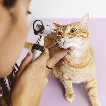 A veterinarian carefully examines a ginger cat's ear with an otoscope. The feline sits calmly on a lavender surface as the vet gently holds its head for the examination.