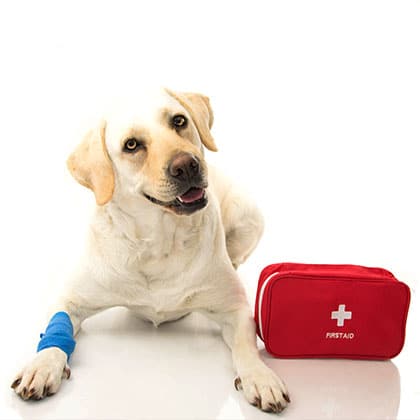 A Labrador Retriever with a blue bandage on its front paw lies on a white surface next to a red first aid kit, resembling the care of a dedicated veterinarian. The dog's head is slightly tilted, and it appears alert and content.