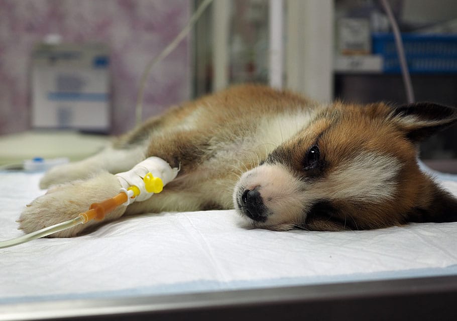 A small brown and white puppy lies on a veterinary examination table with an IV catheter in its leg. The tired pup rests its head on the table, gazing towards the camera, while the vet's medical equipment is visible in the background.