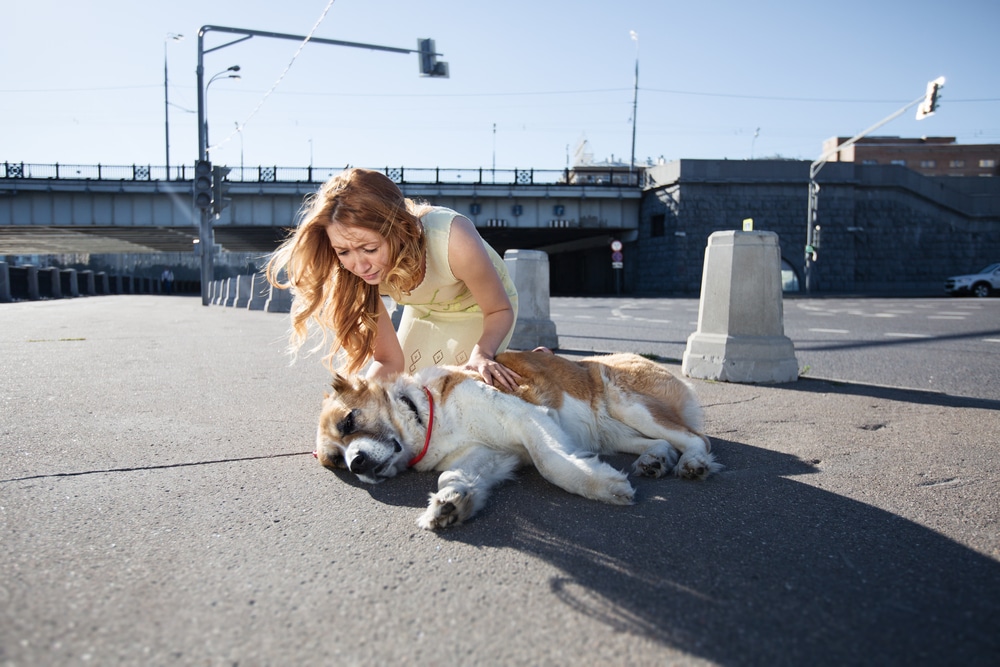 A woman in a yellow dress kneels on a paved street, gently petting a large dog lying on the ground. The scene is outdoors with a bridge and streetlights in the background on a sunny day.