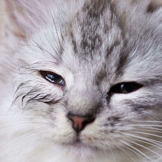Close-up of a fluffy gray and white kitten with drowsy eyes and slightly damp fur around its eyes, giving it a sleepy appearance. Recently checked by the vet, the kitten's soft fur and relaxed expression create a calm and serene vibe.