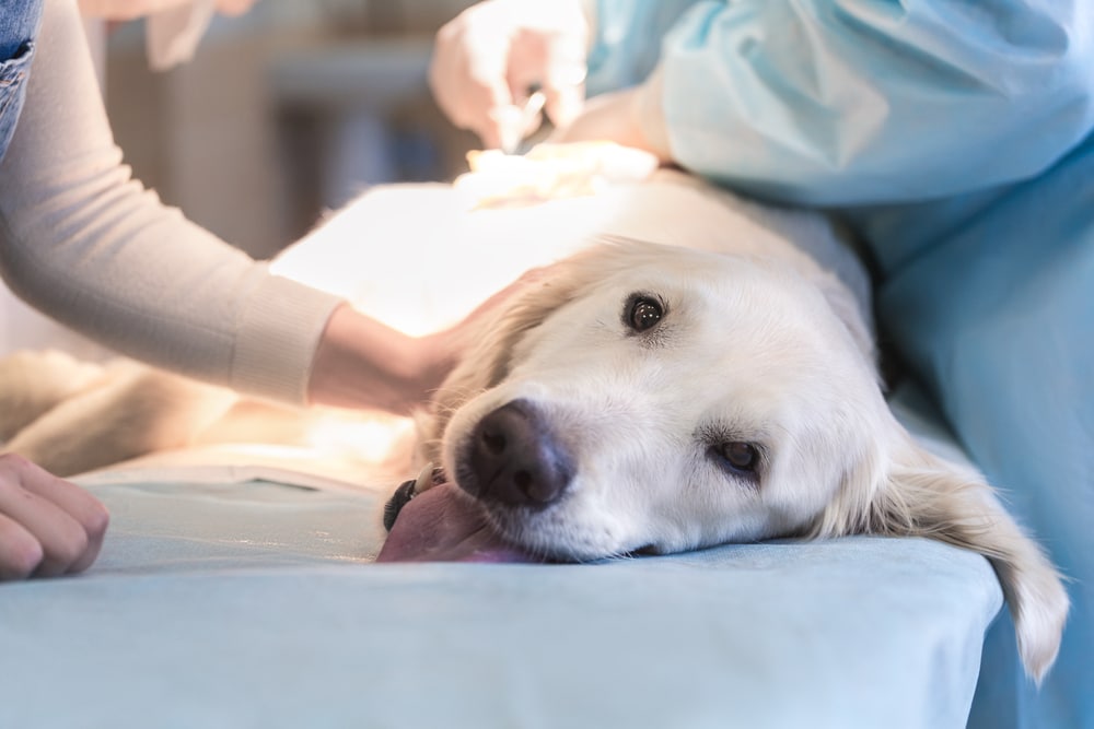 A golden retriever lies on a veterinary examination table, partially covered with a light blue cloth. A person in a white sweater and another in blue scrubs are attending to the dog, which is looking content and relaxed.