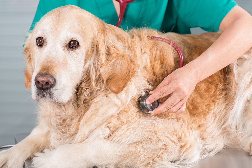 A golden retriever is being examined by a vet with a stethoscope. The dog lies calmly on the examination table, while the veterinarian in a green uniform conducts the check-up, noting the dog's attentive expression.