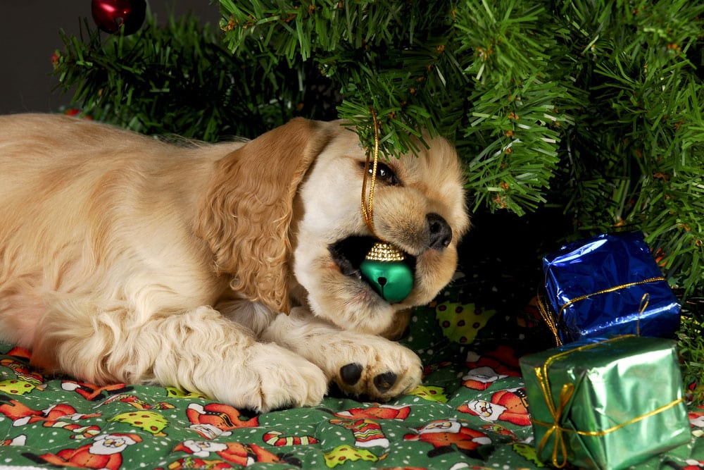 A playful puppy chews on a green Christmas tree ornament under a decorated tree. Wrapped presents in shiny blue and green paper are nearby, resting on a festive holiday-themed blanket.