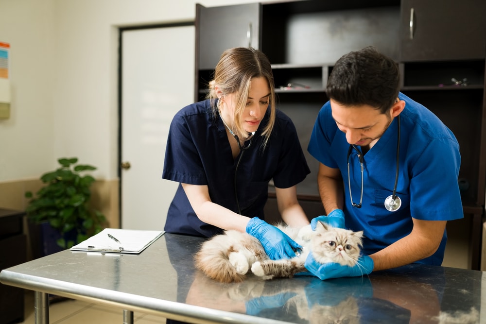 Two veterinary professionals in blue scrubs and gloves examine a fluffy cat on a metal table in a clinic. One is writing notes on a clipboard. Shelves and a door are visible in the background.