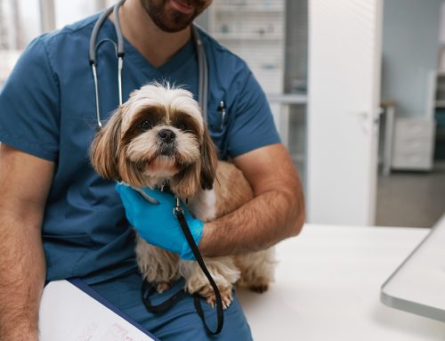 Understanding Pet Urgent Care vs. Emergency Rooms: Making the Right Choice for Your Furry Friend