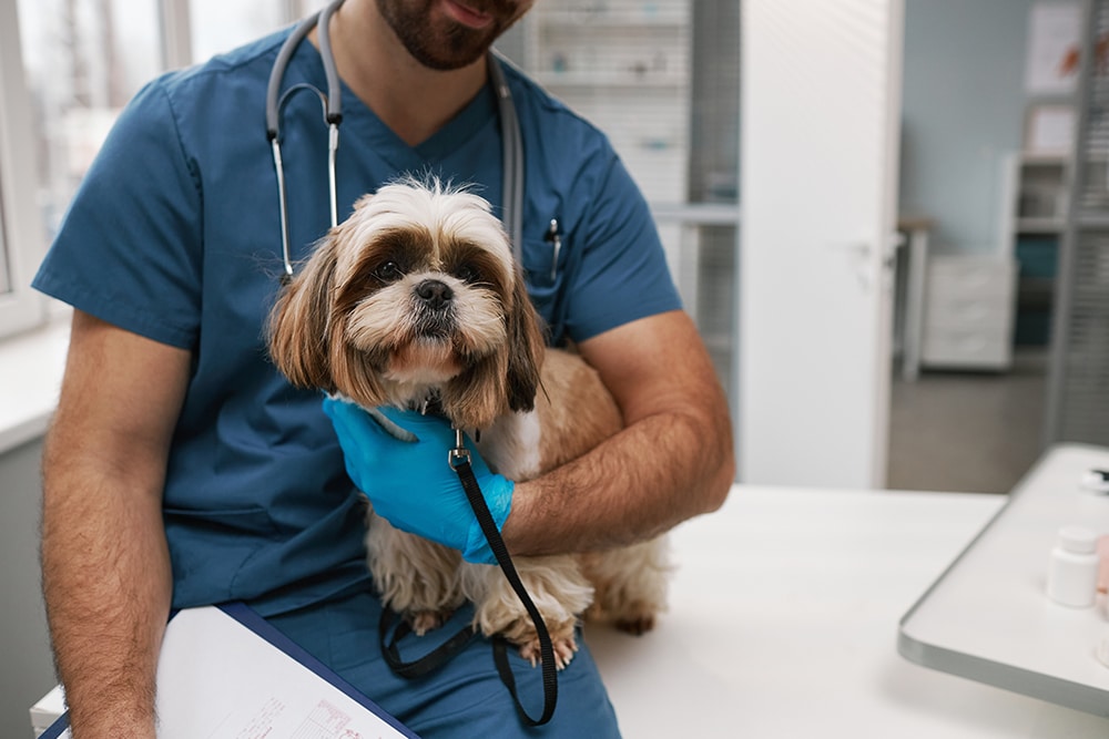 A veterinarian in blue scrubs and gloves cradles a small brown and white dog in a clinic setting. The vet holds a clipboard while the dog looks curiously at the camera.