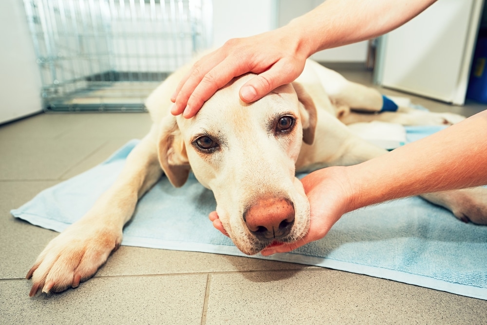 A yellow Labrador retriever lies on a blue towel on a tiled floor. A person's hands gently cradle the dog's head, providing comfort. A metal crate is in the background, suggesting a veterinary setting.