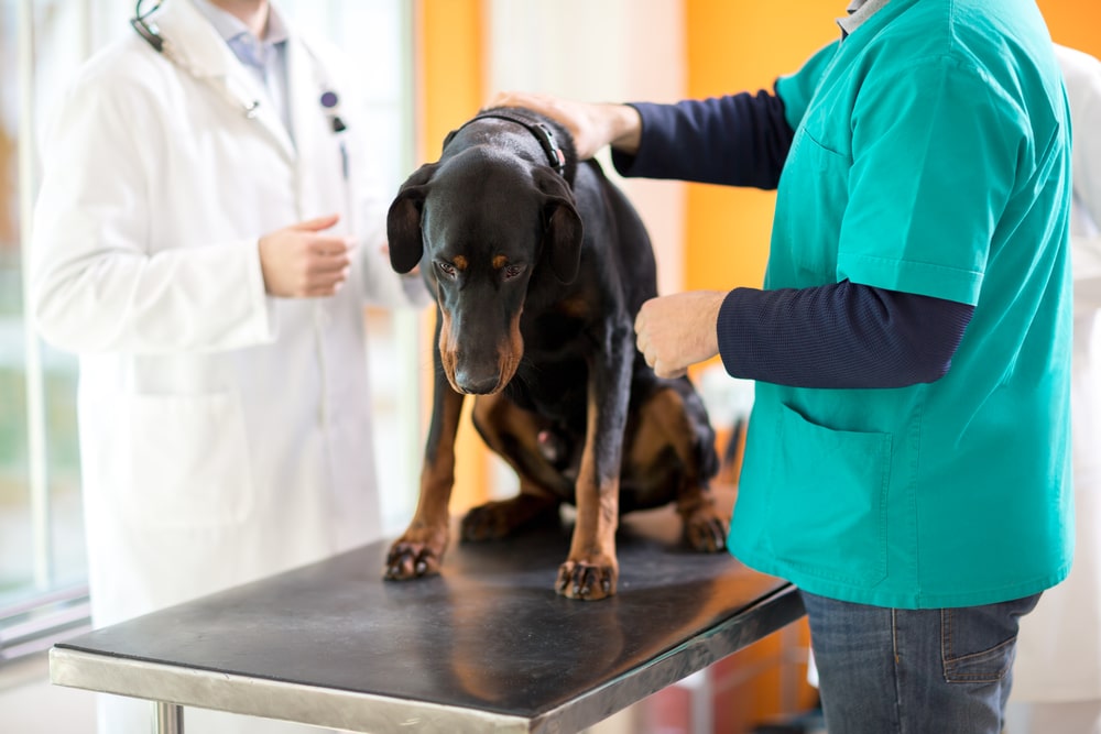 A Doberman dog sits on a metal examination table at a veterinary clinic. Two veterinarians, one in a white coat and another in a teal scrub, gently hold and examine the dog. The room is bright with an orange wall in the background.