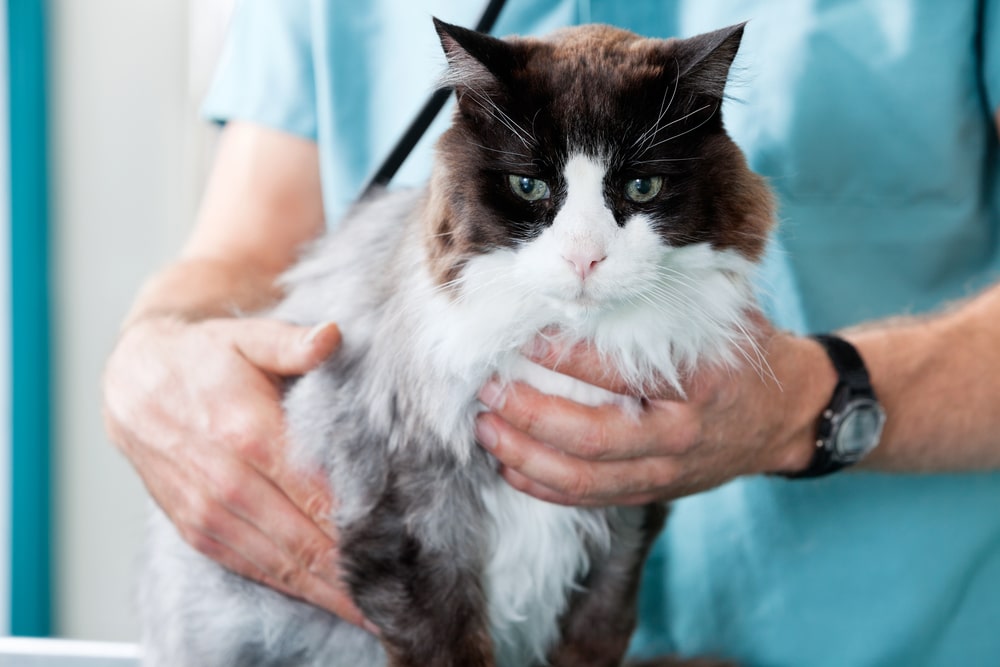 A fluffy black and white cat being held gently by a person wearing a light blue shirt and watch. The cat has alert green eyes and a thick white mane. The scene appears to be at a veterinary clinic.