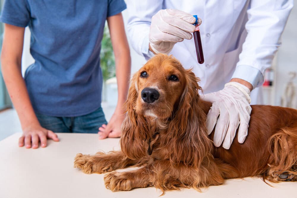 A brown Cocker Spaniel lies on a table while a veterinarian in white gloves holds a vial of blood. A person stands nearby, possibly the dog's owner. The setting appears to be a veterinary clinic.