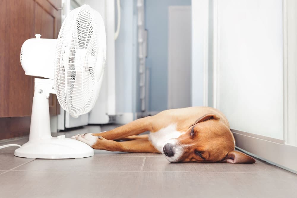 A brown and white dog lies on a tiled floor, sleeping in front of a white electric fan that is turned on, likely to keep cool. The scene appears to be indoors, possibly in a hallway or kitchen.