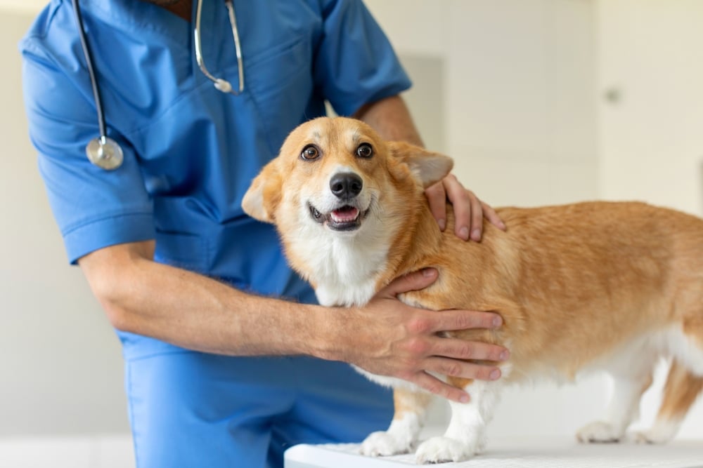 A veterinarian in blue scrubs gently examines a happy, alert corgi dog on an exam table in a bright veterinary clinic.