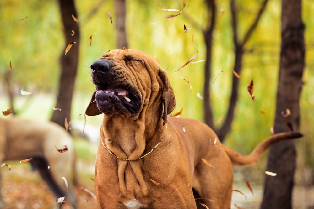 A large brown dog with a wrinkled face shakes its head as autumn leaves fall around it in a wooded outdoor setting.