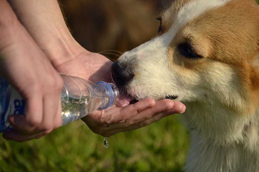 A close-up of a person pouring water from a plastic bottle into their hand, allowing a brown and white dog to drink outdoors on a sunny day.