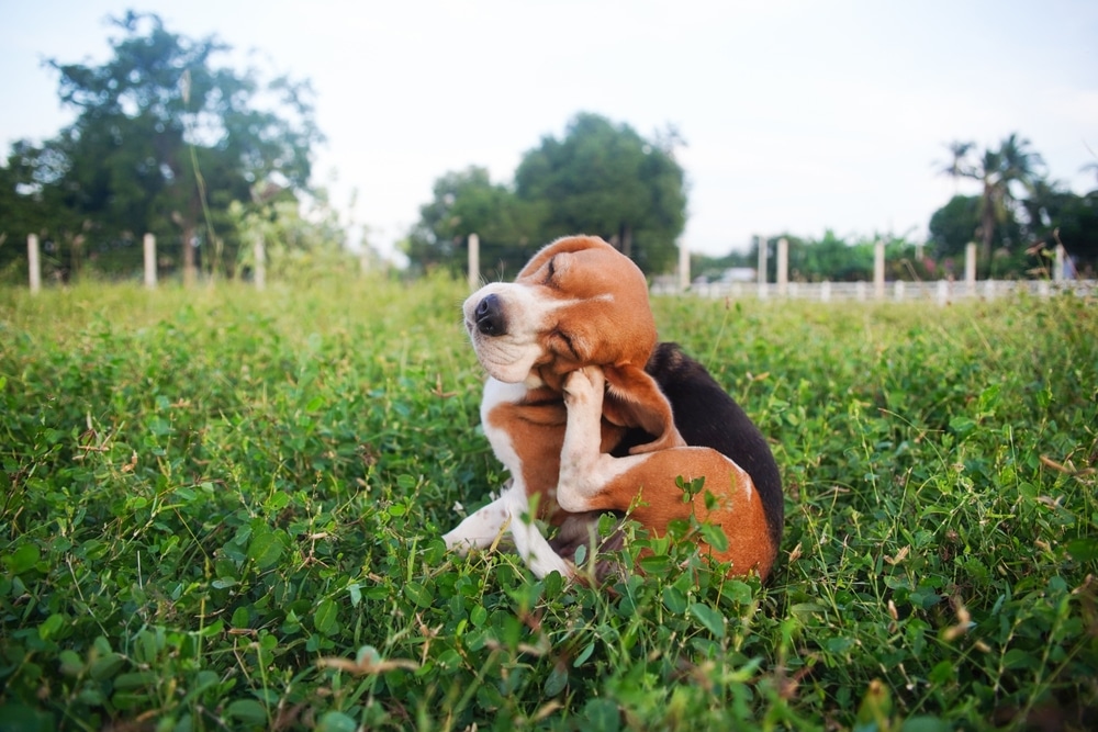 A beagle dog sits on green grass, scratching its ear with its hind leg. Trees and a fence are visible in the background under a partly cloudy sky.