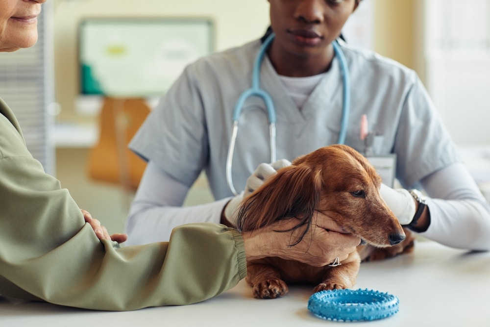 A veterinarian examines a brown dachshund on a table, gently holding the dog while a person comforts it. A stethoscope hangs around the vet’s neck, and a blue rubber toy lies on the table.