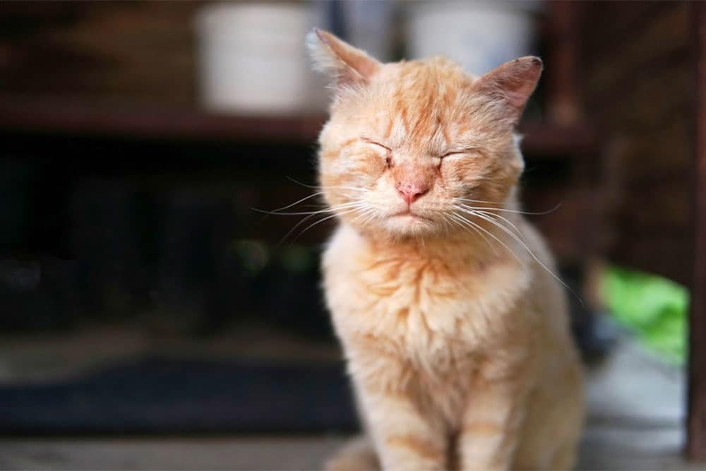 A ginger cat with closed eyes sits outdoors, looking peaceful and relaxed. The background is blurred, highlighting the cat’s soft fur and calm expression.