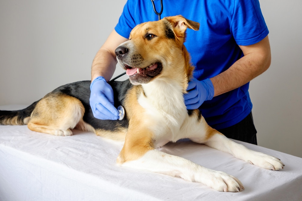 A veterinarian in blue gloves and shirt uses a stethoscope to examine a large, relaxed dog lying on a white table.