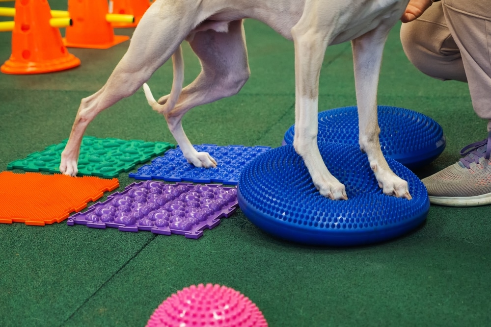 A dog stands on blue balance discs with its front paws, surrounded by textured colorful mats and cones, while a person kneels nearby on a green floor.