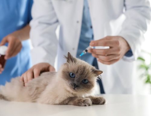 Pet Vaccinations: Essential Protection for Every Life Stage