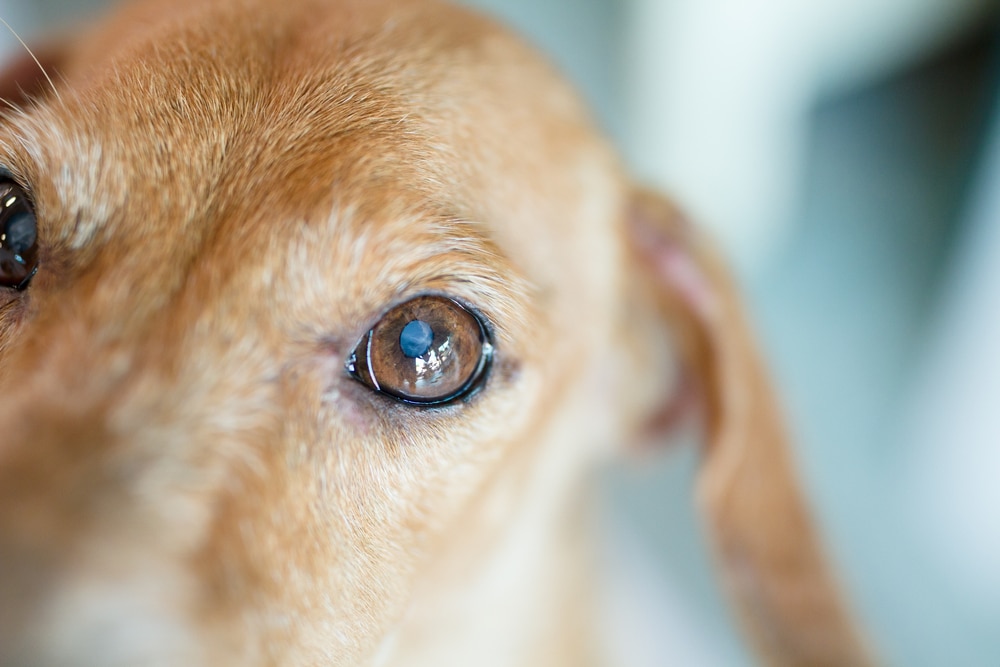 Close-up of a brown dog's face, focusing on its right eye and part of its ear, with soft lighting and a blurred background.