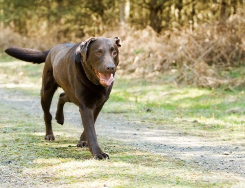 Common Causes of Limping in Pets and How Diagnostics Help